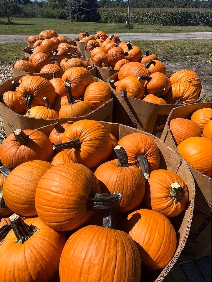 Where to Buy Used Pumpkin Boxes
